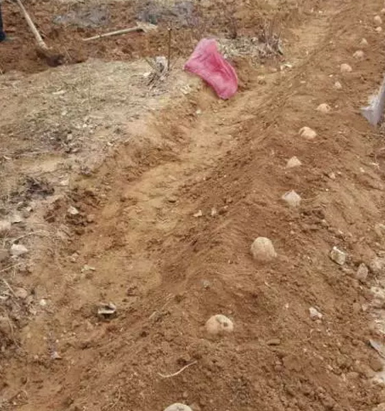 鋼模板廠家播下希望，收獲果實