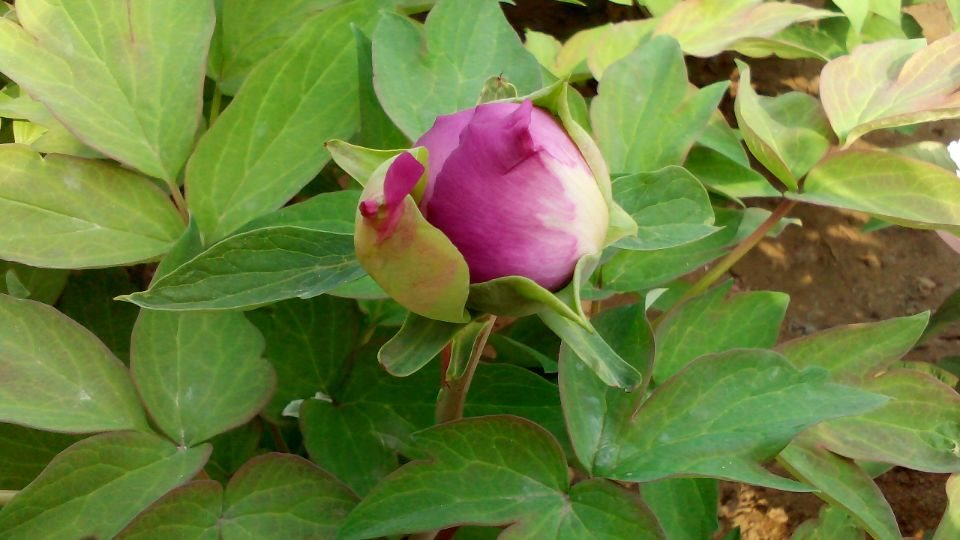 偉志的牡丹花開了，歡迎各界朋友的光臨