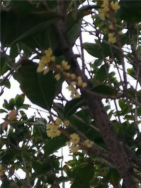 秋風(fēng)送爽，丹桂飄香——偉志鋼模板的桂花樹開了